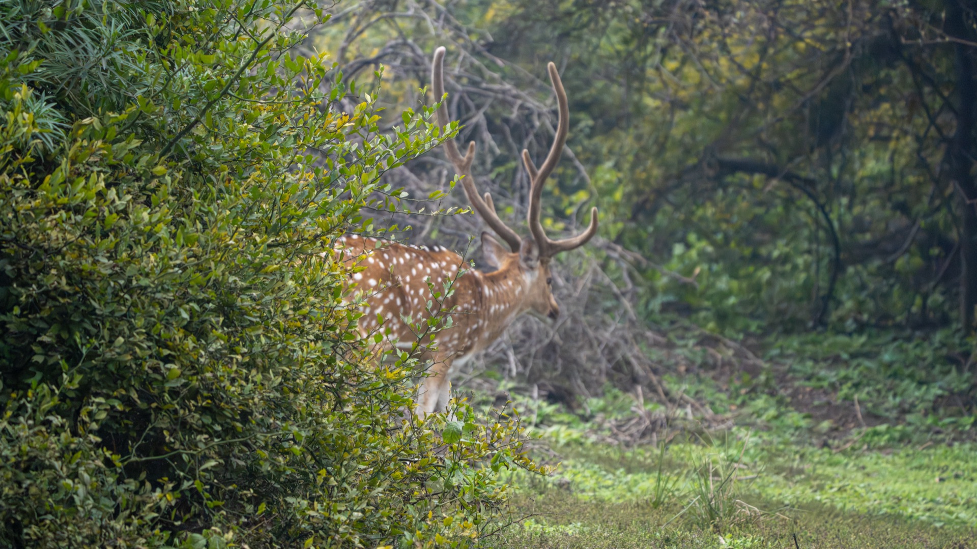 The Morning Kaziranga Taught Me