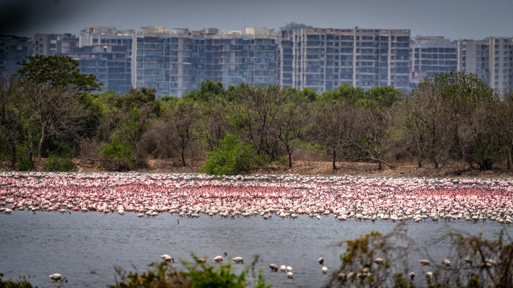 Navi Mumbai chi Flamingos